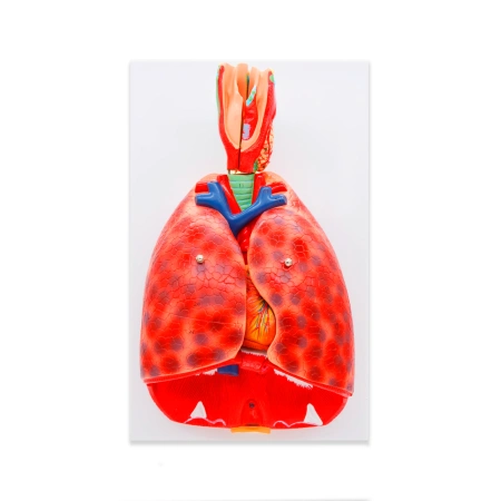 Модель «Система органов дыхания» (модель легких)